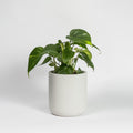Monstera deliciosa